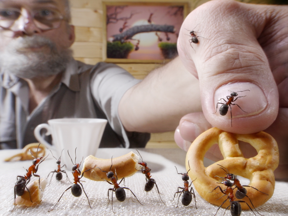 Борьба с тараканами, мухами и муравьями в квартире: средства и способы ...