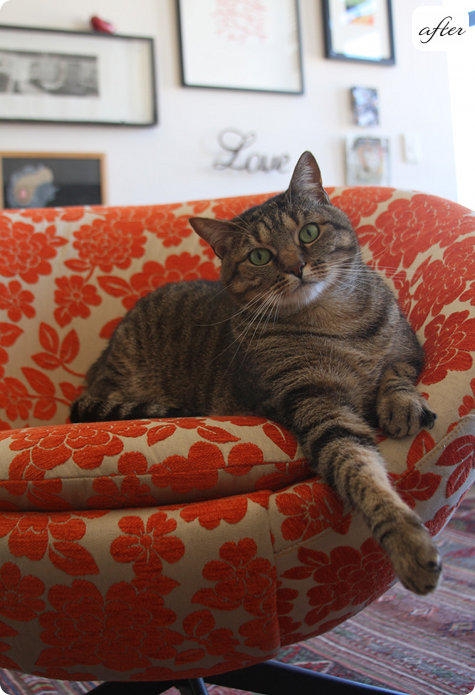 кошка,кресло,мебель